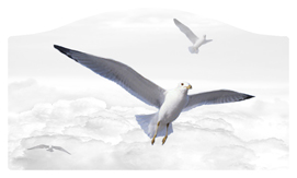 DASHELL-101-WT Journey Home Clouds Birds White